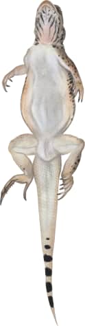 Coachella Valley Fringe-toed Lizard