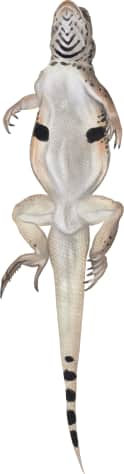 Mojave Fringe-toed Lizard