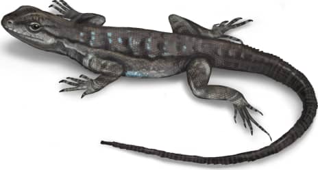 Black-tailed Brush Lizard
