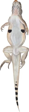 Yuman Desert Fringe-toed Lizard