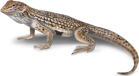 Mohawk Dunes Fringe-toed Lizard