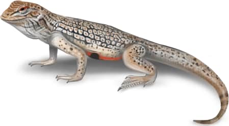 Colorado Desert Fringe-toed Lizard