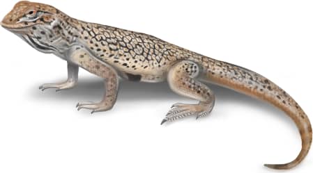 Mojave Fringe-toed Lizard