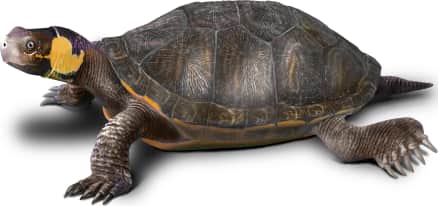 Bog Turtle