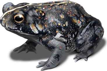 Oak Toad