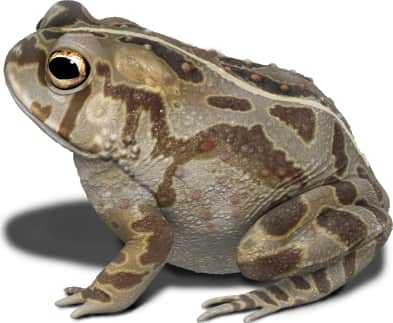Fowler's Toad