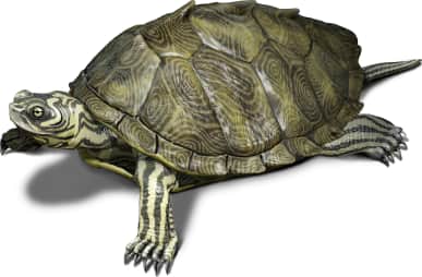 Cagle's Map Turtle