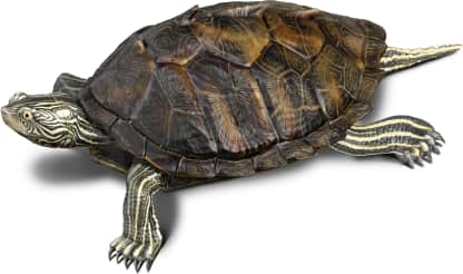 Northern Map Turtle
