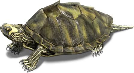 Pearl River Map Turtle