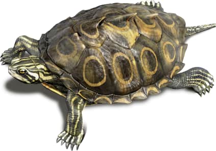 Ringed Map Turtle