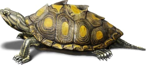 Yellow-blotched Map Turtle