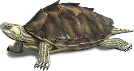 Alabama Map Turtle