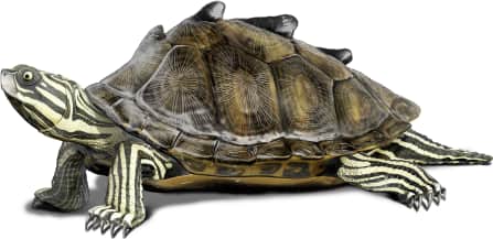 Black-knobbed Map Turtle