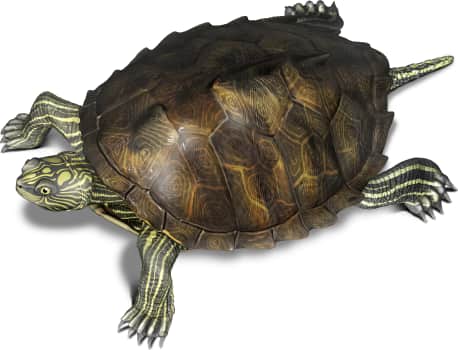 Sabine Map Turtle