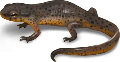 Black-spotted Newt