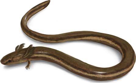 Northern Dwarf Siren