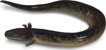 Greater Siren