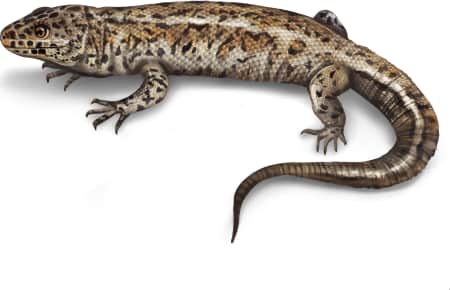 Island Night Lizard