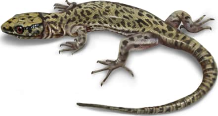 Bezy's Night Lizard