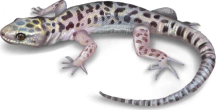 Sandstone Night Lizard