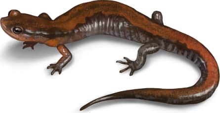 Southern Zigzag Salamander