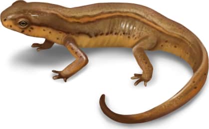 Striped Newt