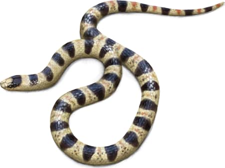 Resplendent Desert Shovel-nosed Snake — Tucson shovel-nosed Snake