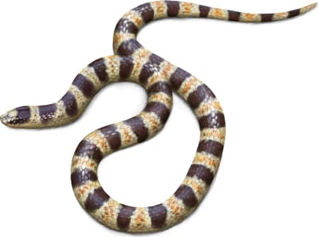 Mojave Shovel-nosed Snake — Color variation