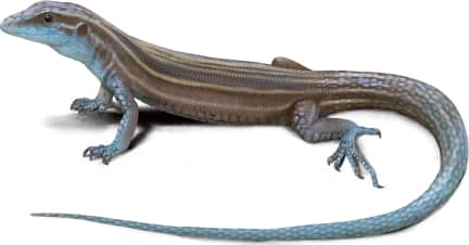 Little Striped Whiptail — Arizona Striped Whiptail