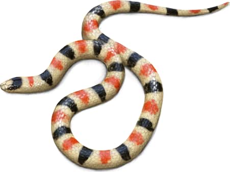 Resplendent Desert Shovel-nosed Snake