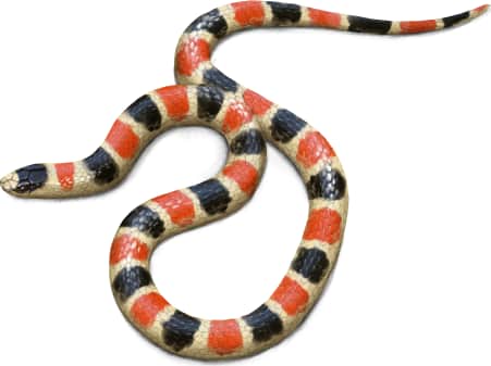 Sonoran Shovel-nosed Snake