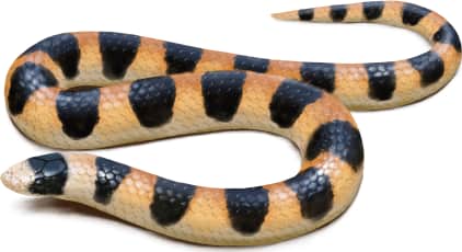 Banded Sand Snake