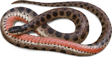 Kirtland's Snake