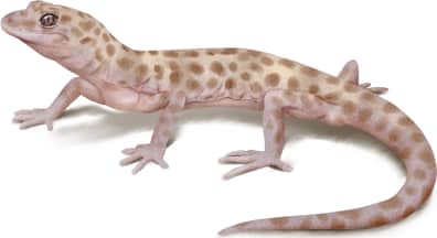 Reticulated Gecko