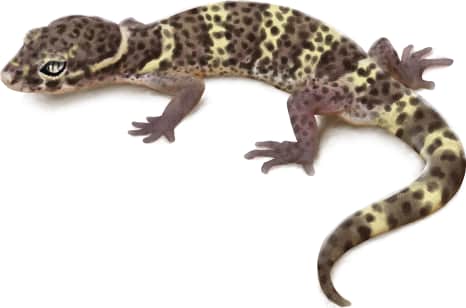 Texas Banded Gecko