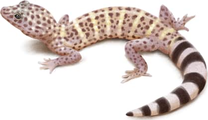 Barefoot Banded Gecko