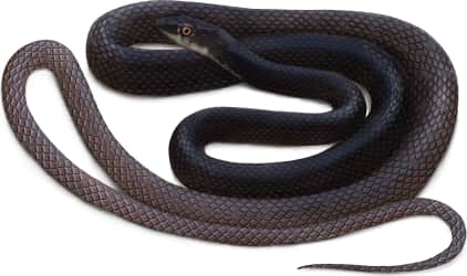 Coachwhip