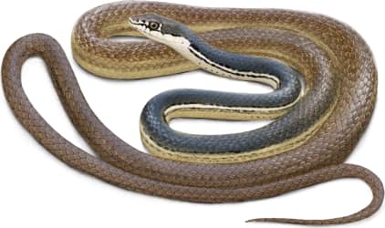 Sonoran Whipsnake