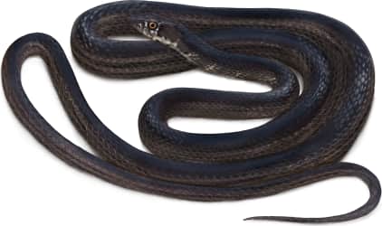 Baja California Coachwhip