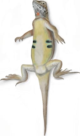 Elegant Earless Lizard