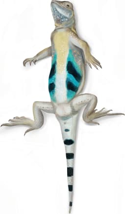 Greater Earless Lizard