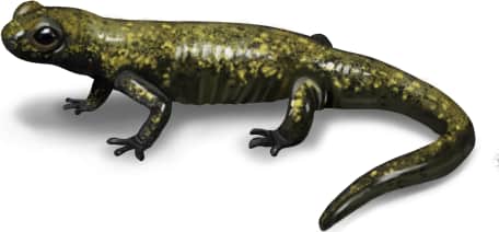 Santa Cruz Black Salamander — Juvenile