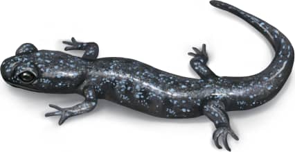 Arboreal Salamander — Juvenile