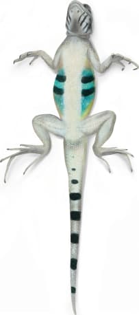 Zebra-tailed Lizard
