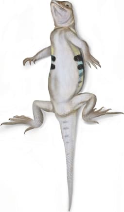 Western Earless Lizard