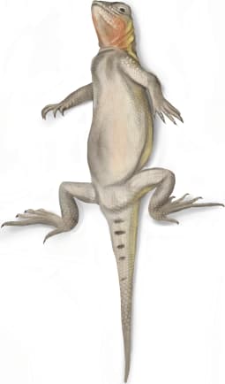 Southern Earless Lizard