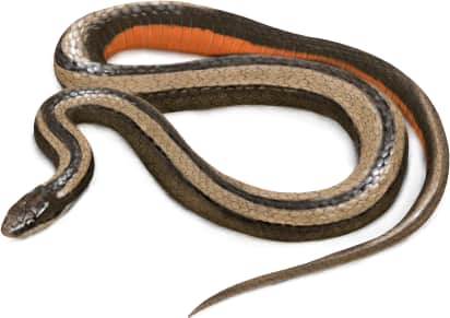 Black-striped Snake