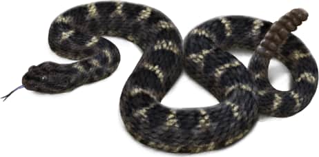 Arizona Black Rattlesnake