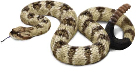 Western Black-tailed Rattlesnake