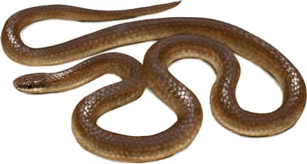 Forest Sharp-tailed Snake
